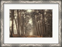 Framed Path of Pines