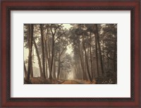 Framed Path of Pines
