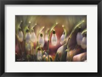 Framed Snowdrops