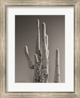 Framed Black & White Cactus
