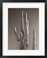 Framed Black & White Cactus