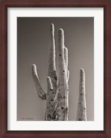 Framed Black & White Cactus