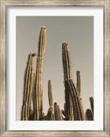Framed Desert Cacti