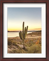 Framed Desert Cactus Sunset