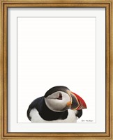 Framed Artic Puffin