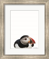 Framed Artic Puffin