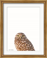 Framed Young Owl