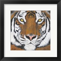 Framed Tiger Gaze