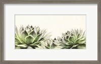 Framed Soft Succulents I