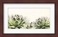 Framed Soft Succulents I