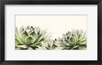 Soft Succulents I Framed Print