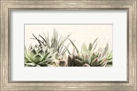 Framed Soft Succulents II