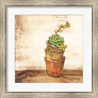 Framed Succulents in a Pot