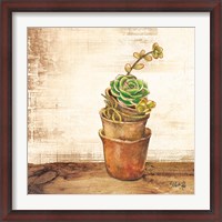 Framed Succulents in a Pot