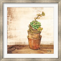 Framed Succulents in a Pot