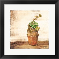 Framed Succulents in a Pot