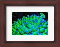 Framed Fluorescing Wnderwater Macro Images