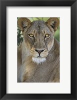 Framed African Lion, Mashatu Reserve, Botswana