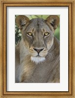 Framed African Lion, Mashatu Reserve, Botswana