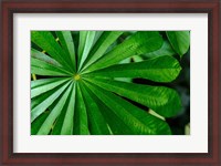 Framed Marantaceae Forest Vegetation Odzala-Kokoua National Park Congo