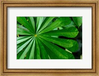 Framed Marantaceae Forest Vegetation Odzala-Kokoua National Park Congo