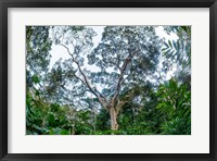 Framed Marantaceae Forest Odzala-Kokoua National Park Congo