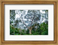 Framed Marantaceae Forest Odzala-Kokoua National Park Congo