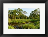 Framed Lango Bai Odzala-Kokoua National Park Congo