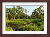 Framed Lango Bai Odzala-Kokoua National Park Congo