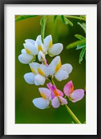 Framed Wildflower Bale Mountains National Park Ethiopia