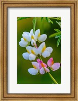 Framed Wildflower Bale Mountains National Park Ethiopia