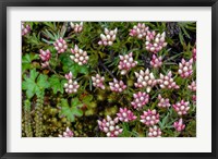 Framed Helichrysum Meyeri-Johannis Bale Mountains National Park Ethiopia