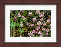 Framed Helichrysum Meyeri-Johannis Bale Mountains National Park Ethiopia