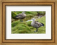 Framed Blue-Winged Goose, Cyanochen Cyanoptera Bale Mountains National Park Ethiopia