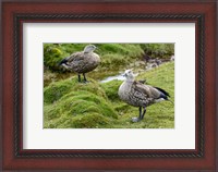 Framed Blue-Winged Goose, Cyanochen Cyanoptera Bale Mountains National Park Ethiopia