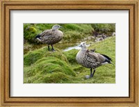 Framed Blue-Winged Goose, Cyanochen Cyanoptera Bale Mountains National Park Ethiopia