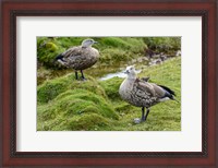 Framed Blue-Winged Goose, Cyanochen Cyanoptera Bale Mountains National Park Ethiopia