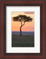 Framed Sunset over Tree, Masai Mara National Reserve, Kenya