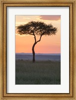 Framed Sunset over Tree, Masai Mara National Reserve, Kenya