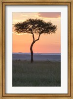 Framed Sunset over Tree, Masai Mara National Reserve, Kenya