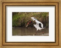 Framed Saddle-Billed Stork, with Fish, Kenya