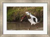 Framed Saddle-Billed Stork, with Fish, Kenya