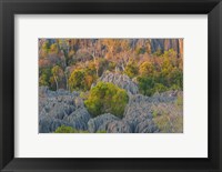 Framed Limestone Formations, Tsingy de Bemaraha Strict Nature Reserve, Madagascar