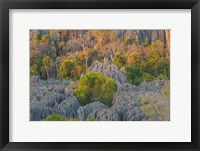 Framed Limestone Formations, Tsingy de Bemaraha Strict Nature Reserve, Madagascar