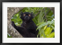 Framed Madagascar Wild Black Lemur Male