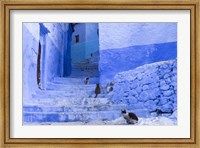 Framed Cats in an Alley, Chefchaouen, Morocco