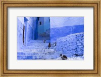 Framed Cats in an Alley, Chefchaouen, Morocco