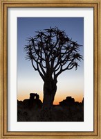 Framed Quiver Tree Forest, Kokerboom at Sunset, Keetmanshoop, Namibia
