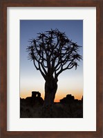 Framed Quiver Tree Forest, Kokerboom at Sunset, Keetmanshoop, Namibia