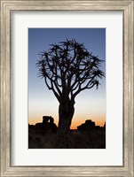 Framed Quiver Tree Forest, Kokerboom at Sunset, Keetmanshoop, Namibia